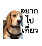 Chanom Dog Der 2（個別スタンプ：22）