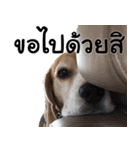 Chanom Dog Der 2（個別スタンプ：23）
