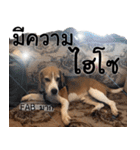 Chanom Dog Der 2（個別スタンプ：24）