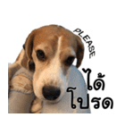 Chanom Dog Der 2（個別スタンプ：25）