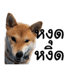 Chanom Dog Der 2（個別スタンプ：27）