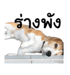 Chanom Dog Der 2（個別スタンプ：28）