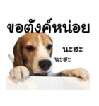 Chanom Dog Der 2（個別スタンプ：30）