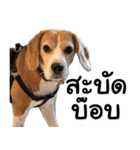 Chanom Dog Der 2（個別スタンプ：31）