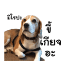 Chanom Dog Der 2（個別スタンプ：34）