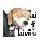Chanom Dog Der 2（個別スタンプ：38）