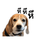 Chanom Dog Der 2（個別スタンプ：39）