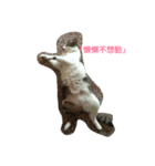 Cat laby（個別スタンプ：1）