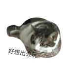 Cat laby（個別スタンプ：2）