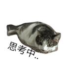 Cat laby（個別スタンプ：3）