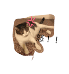 Cat laby（個別スタンプ：5）
