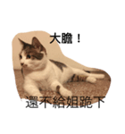 Cat laby（個別スタンプ：6）