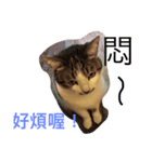Cat laby（個別スタンプ：8）