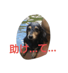 ミニチュア・ダックスフンド   ミルの日常（個別スタンプ：11）