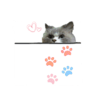 FiCat（個別スタンプ：1）