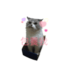 FiCat（個別スタンプ：5）