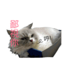 FiCat（個別スタンプ：6）