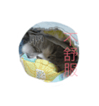 FiCat（個別スタンプ：8）