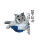 FiCat（個別スタンプ：9）