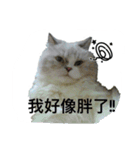 FiCat（個別スタンプ：11）