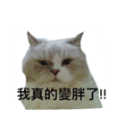 FiCat（個別スタンプ：12）
