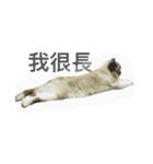 FiCat（個別スタンプ：13）