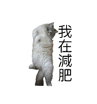 FiCat（個別スタンプ：15）