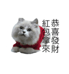 FiCat（個別スタンプ：16）