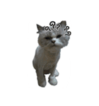 FiCat（個別スタンプ：17）