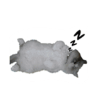FiCat（個別スタンプ：18）