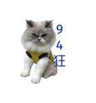 FiCat（個別スタンプ：19）