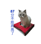 FiCat（個別スタンプ：20）
