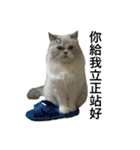 FiCat（個別スタンプ：23）
