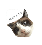 飼い猫のスタンプです（個別スタンプ：1）