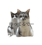 飼い猫のスタンプです（個別スタンプ：2）