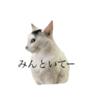 飼い猫のスタンプです（個別スタンプ：4）