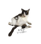 飼い猫のスタンプです（個別スタンプ：5）
