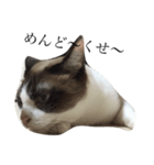 飼い猫のスタンプです（個別スタンプ：6）