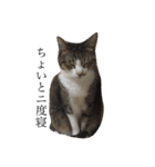 飼い猫のスタンプです（個別スタンプ：7）