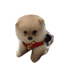 Doggynaa（個別スタンプ：1）