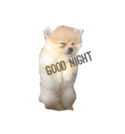 Doggynaa（個別スタンプ：2）