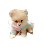 Doggynaa（個別スタンプ：3）