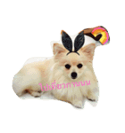 Doggynaa（個別スタンプ：4）