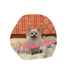 Doggynaa（個別スタンプ：5）
