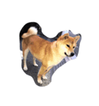 柴犬family皇治号（個別スタンプ：1）