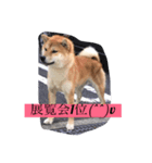 柴犬family皇治号（個別スタンプ：2）