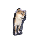 柴犬family皇治号（個別スタンプ：3）