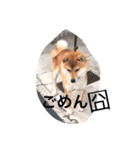 柴犬family皇治号（個別スタンプ：4）