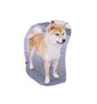 柴犬family皇治号（個別スタンプ：5）