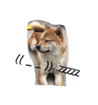柴犬family皇治号（個別スタンプ：6）